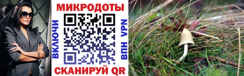 даркнет официальный сайт  Полтавская  Псилоцибиновые грибы мицелий  мега  